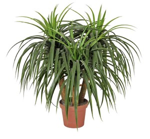 Fábrica de precio al por mayor de árbol de los <span class=keywords><strong>bonsai</strong></span> Japonés <span class=keywords><strong>bonsai</strong></span> árbol decoración de árboles <span class=keywords><strong>bonsai</strong></span> de interior - Product Image 1