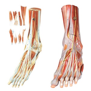 Mô hình cơ bắp chân manikin cơ bắp phân cấp hình dung Giải Phẫu - Product Image 2