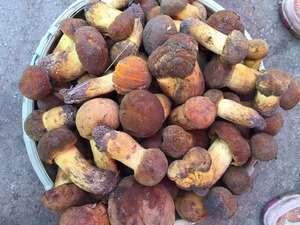 Detan salvaje <span class=keywords><strong>boletus</strong></span> compradores para setas - Product Image 2