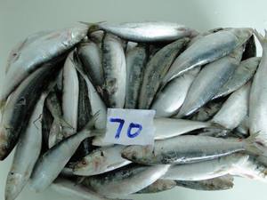 Cebo de pesca de la mejor calidad, pescado de <span class=keywords><strong>sardina</strong></span> congelado - Product Image 2