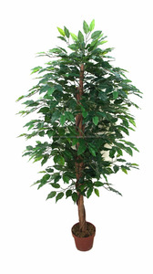 Hight calidad <span class=keywords><strong>ficus</strong></span> microcarpa <span class=keywords><strong>bonsai</strong></span> árboles con <span class=keywords><strong>precio</strong></span> barato - Product Image 3