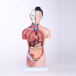 A1046 Medische Educatief Speelgoed Wetenschap Van Half <span class=keywords><strong>Body</strong></span> Mannelijke Mannequin 23 Onderdelen 45Cm Menselijk Onderwijs Unisex Torso Anatomie Model - Product Image 4