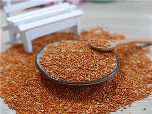 Wholesale High Quality <strong>Red</strong> Broom Corn <strong>Millet</strong> / <strong>Millet</strong> Seed