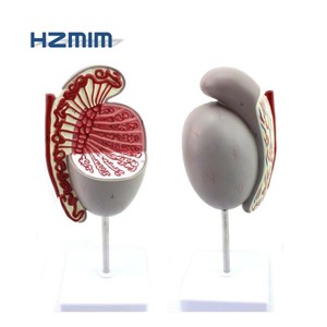 Hoden anatomie modell, menschliches Hoden modell - Product Image 1