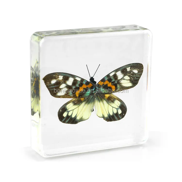 Insecte incrustée en forme de papillon, enfant Unique, véritable insecte, accessoire pour l'enseignement de la bio en cours préscolaire