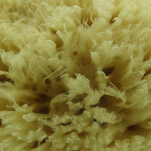 Esponja Natural de lana de mar, 6-7 pulgadas, esponja suave para limpiar el cuerpo - Product Image 5