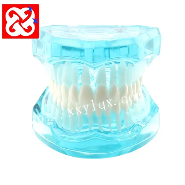 Transparent standard teeth model natural size adult educational dental model