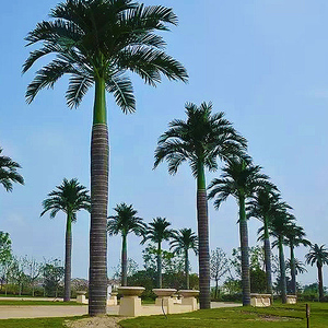 <span class=keywords><strong>Comprar</strong></span> A Granel Decoración 5 m Artificial <span class=keywords><strong>Palmera</strong></span>/Fake Plastic Palmeras - Product Image 1