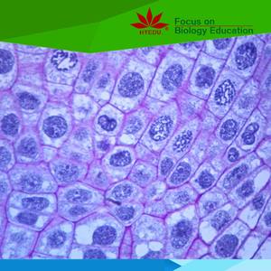 Individual diapositiva <span class=keywords><strong>mitosis</strong></span>-cebolla raíz punta L. S. Biología <span class=keywords><strong>mitosis</strong></span> preparado diapositivas para la enseñanza de la escuela - Product Image 3
