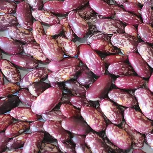 Haricots rouges de cuisson de forme longue de haricot moucheté violet de la meilleure qualité
