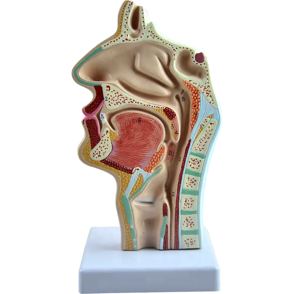 鼻空洞、口腔、喉、Pharynxモデル