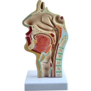 鼻空洞、口腔、喉、Pharynxモデル