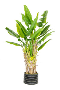 Banana <span class=keywords><strong>bonsai</strong></span> árbol artificial falso árbol de hoja <span class=keywords><strong>perenne</strong></span> plantas ornamentales - Product Image 5