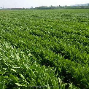 A fábrica forneceu a raiz seca do <span class=keywords><strong>dandelion</strong></span>, taraxacum natural - Product Image 4