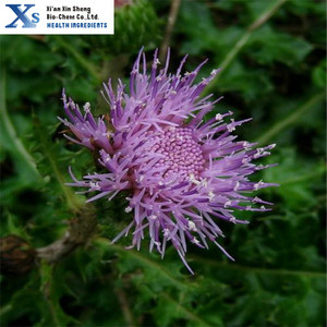 Alta calidad Kosher GMP Natural <span class=keywords><strong>Rhaponticum</strong></span> <span class=keywords><strong>carthamoides</strong></span> extracto - Product Image 4