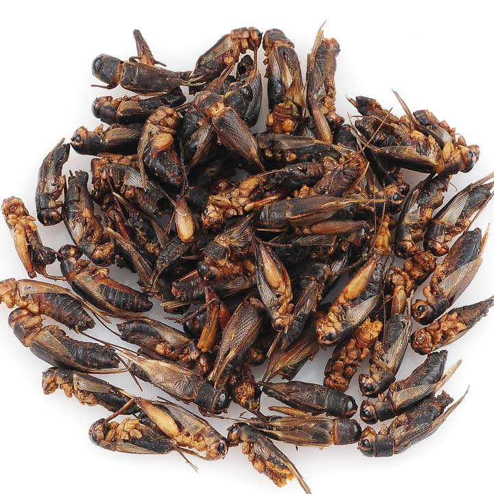 high protein dried crickets,cricket flour for human