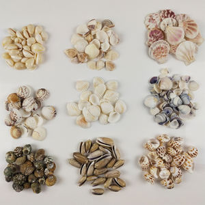 Direct van de fabrikant: Mini natuurlijke DIY knutsel schelpjes in bulk - Product Image 2