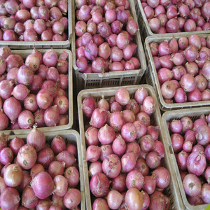Cebolla roja fresca de exportación con calidad premium - Product Image 6