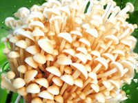 Detan свежие <span class=keywords><strong>Flammulina</strong></span> <span class=keywords><strong>velutipes</strong></span> гриб - Product Image 5