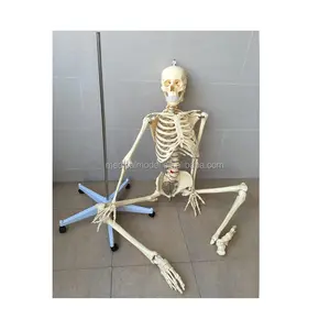 Bán Hot Khớp Nối Human Anatomy Skeleton Với Hộp Sọ
