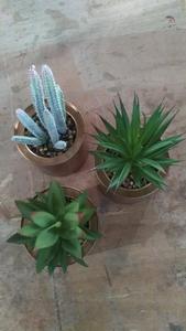 Set di 3 <span class=keywords><strong>Mini</strong></span> piante artificiali <span class=keywords><strong>Cactus</strong></span> in plastica verde erba con speciale Design in vaso dorato - Product Image 2