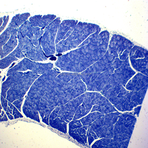 Skelettmuskulatur T. S. und L histologie rutschen/Menschlichen histologie rutschen menschlichen geweben rutschen - Product Image 1