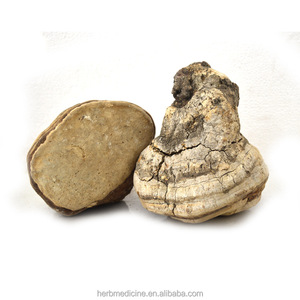 Hongo Entero Seco a la Venta, Fomitopsis Officinalis Natural - Product Image 2