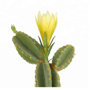 Offerta Speciale: Fiori di <span class=keywords><strong>Cactus</strong></span> in Plastica EPE da 33 cm con Piccole Pietre nel Vaso - Product Image 4