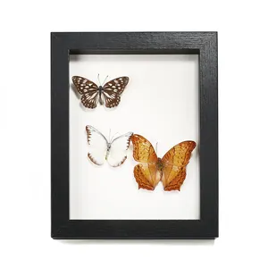 High Quality Cheap MDF Deep Wooden Butterfly Specimen Custom 3D Deep Shadow Box Art Picture Photo Frame