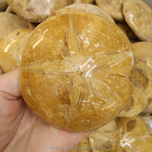 Madagascar pulido natural Starfish asteroide piedra fósiles espécimen Dropship - Product Image 6