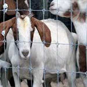 Pesado galvanizado alta resistência gato cervos cerca selvagem