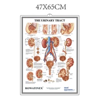 Póster médico anatómico 3D en relieve tablas de pared, el póster del sistema muscular