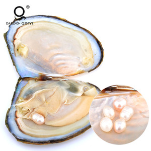 L'ostréiculture Vente Emballés Sous Vide Aaa Ronde Oyster <span class=keywords><strong>Perle</strong></span> <span class=keywords><strong>Prix</strong></span> - Product Image 5