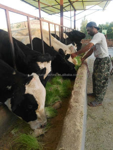 Máy Mầm Tỏi/Máy Gieo Hạt/Máy Gieo Hạt - Product Image 4