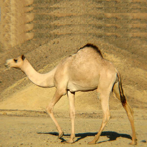 Vintage Da Bọc <span class=keywords><strong>Camel</strong></span> Hình Động Vật Đồ Trang Trí Thủ Công Trung Quốc Đồ Chơi Cho Nhà Máy Trang Trí - Product Image 4