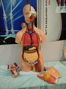 Apparecchiature di Laboratorio per Modelli di Anatomia Umana in Biologia - Product Image 4