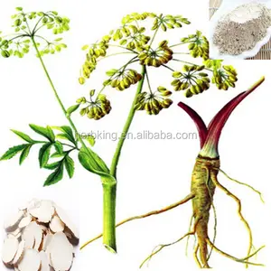100% Natuurlijke Radix Angelicae Dahuricae Extract