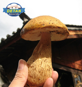 Detan salvaje <span class=keywords><strong>boletus</strong></span> setas frescas - Product Image 1