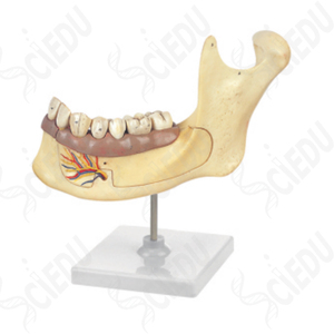 Dientes de plástico para dentición y artes marciales mixtas, modelo anatomico para dentición y artes marciales mixtas, instrumento de enseñanza científica - Product Image 6