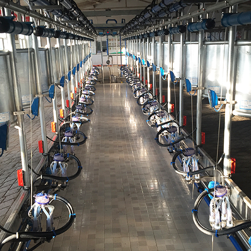 Горячая Распродажа! Параллельный электронный цифровой измеритель Afimilk, современный автоматический молочный аппарат для коров, оборудование для продажи для большой фермы