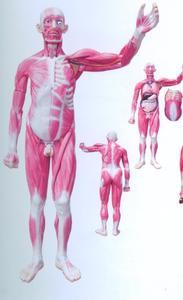Modèle <span class=keywords><strong>musculaire</strong></span> du <span class=keywords><strong>corps</strong></span> entier pour l'orthopédie, la physiothérapie, l'enseignement en laboratoire d'anatomie, équipement pédagogique médical CE/ISO/ROHS/CNAS - Product Image 2