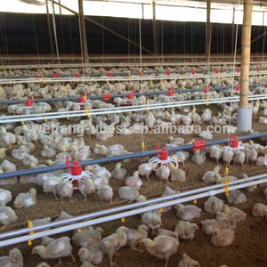 de haute qualité de la volaille pour le poulet et de poulet de chair de machines agricoles - Product Image 4
