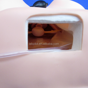 Basic Gynaecologische Onderzoek Model, Bekken Training Model - Product Image 2