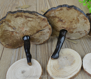 Hongos Naturales Enteros Secos, Ganoderma <span class=keywords><strong>Atrum</strong></span> Silvestre Negro - Product Image 5