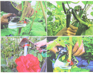 Machine à attacher les plantes de jardin, tapisserie pour plantes, tapisserie avec jeu de 12 rouleaux de bandes pour légumes, raisin, tomate, concombres, fleurs de poivre, nouveau modèle - Product Image 6