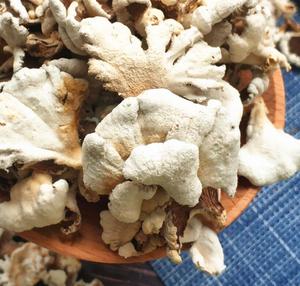 Funghi Secchi Naturali Schizophyllum <span class=keywords><strong>Commune</strong></span> in Vendita - Product Image 2