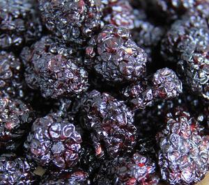 Mûres séchées de <span class=keywords><strong>nouveaux</strong></span> fruits naturels de mûre déshydratée pour la nourriture - Product Image 5