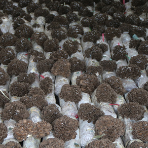 מחירים סיטונאי פטריות/טרי <span class=keywords><strong>Maitake</strong></span> - Product Image 2
