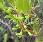 Extracto de raíz de sarsapogenina orgánica, polvo de sarsapogenina, suministro de fábrica - Product Image 2