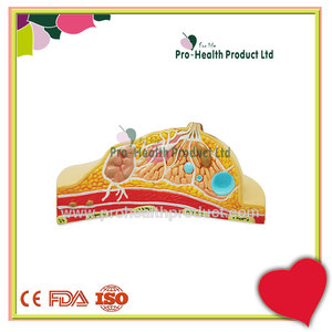 Modelo Anatômico de Doença de Lesão em Patologia Mamária - Product Image 3